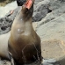 lion_sea_galapagos_san_v_0223_ecu2422.jpg